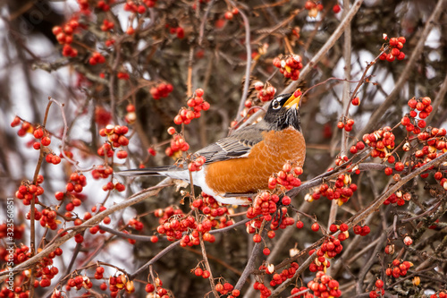 Schilderij op canvas Winter robins Eating Bittersweet Berries