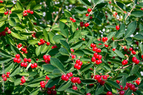 red Ilex verticillata canadian holly winterberry