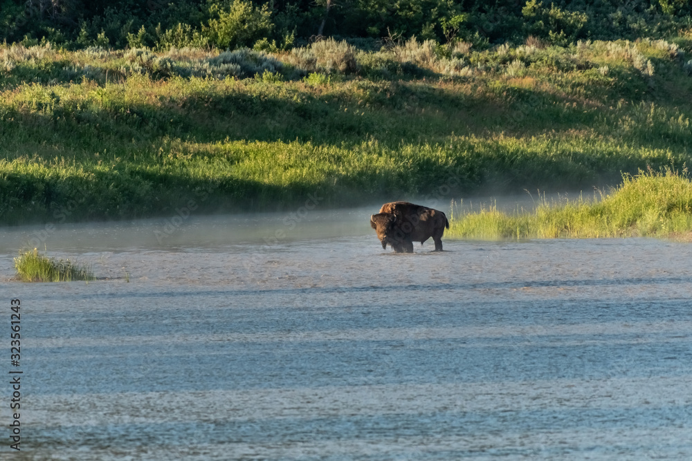 Bison Stand At Attention In The Middle of the Little Missouri River Bison Stand At Attention In The Middle of the Little Missouri River