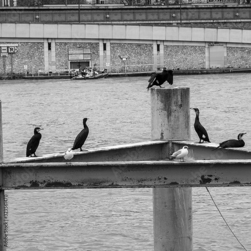 Cormorans sur la Seine à Paris photo