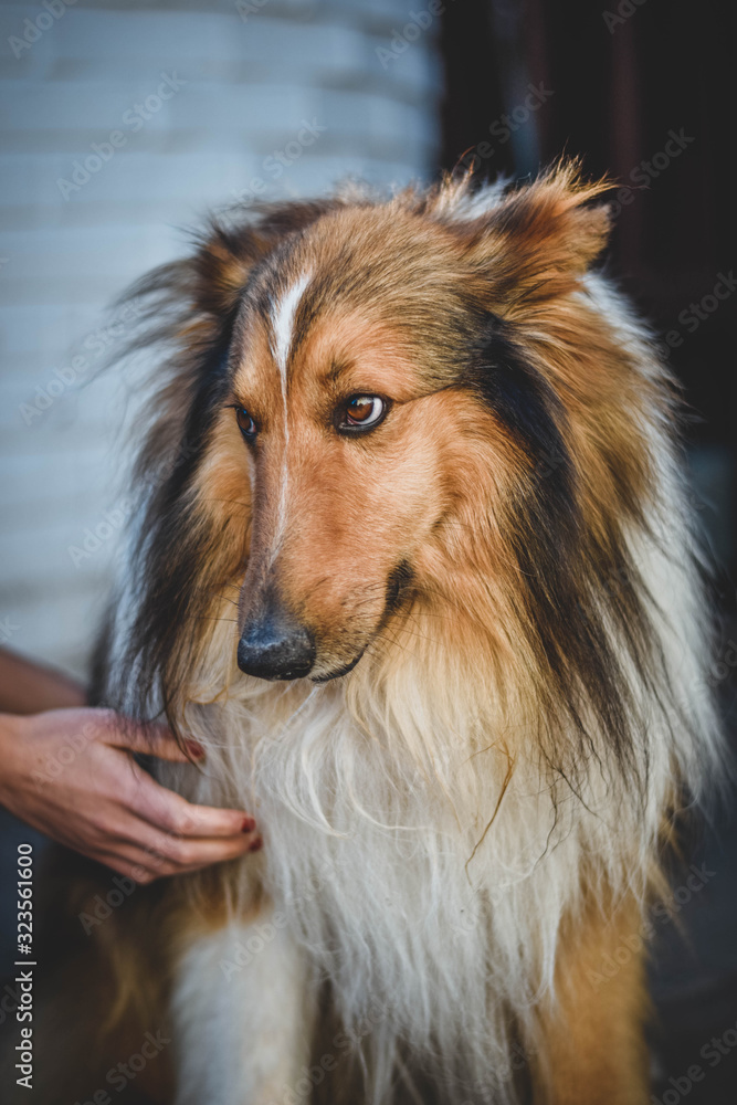 portrait of a dog collie
