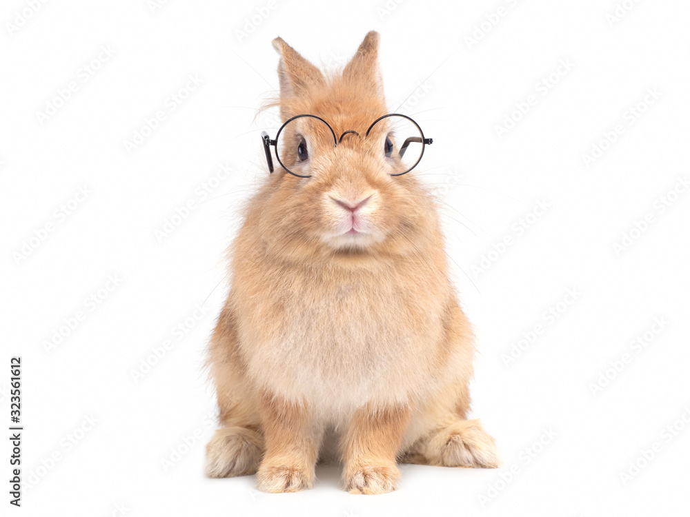 Red-brown cute  rabbit wearing glasses sitting isolated on white background. Lovely action of young rabbit.