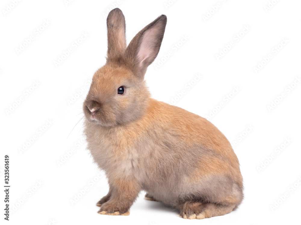 Side view of brown cute baby rabbit sitting isolated on white background. Side view of brown cute baby rabbit sitting isolated on white background.