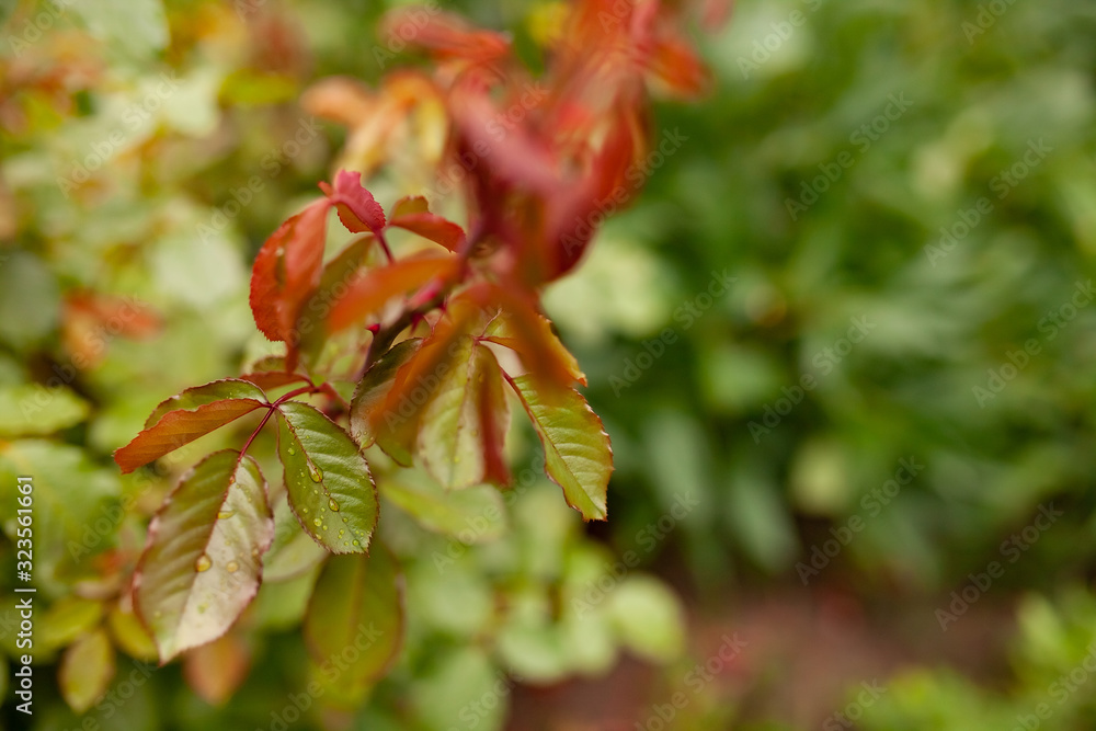 Fresh rose leaves after rain with big and small clear water drops closeup. Beauty of nature in summertime. Fresh rose leaves after rain with big and small clear water drops closeup. Beauty of nature in summertime.