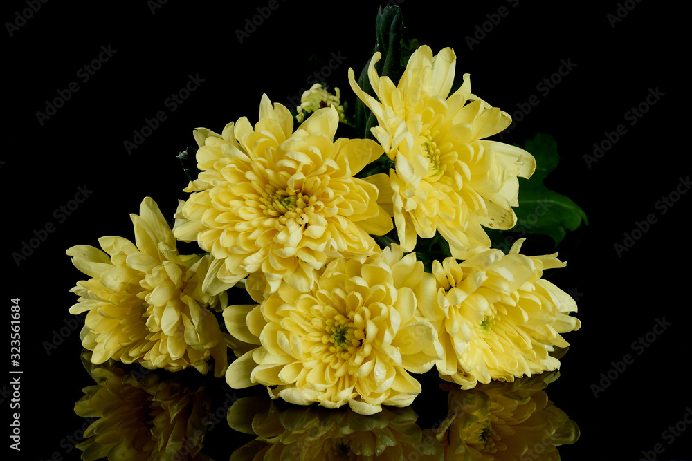 Bouquet of yellow chrysanthemums on a black background Bouquet of yellow chrysanthemums on a black background