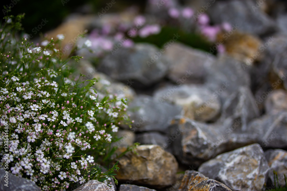 flowers in the background stones flowers in the background stones