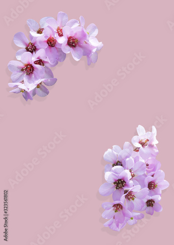 Pink plum flower frame isolated on background.