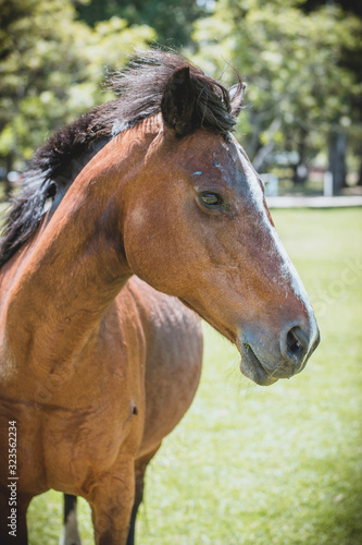 portrait of brown horse with green background