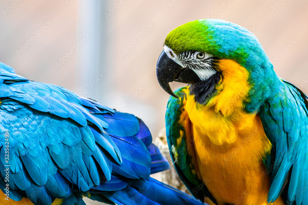 Naklejka premium parrots