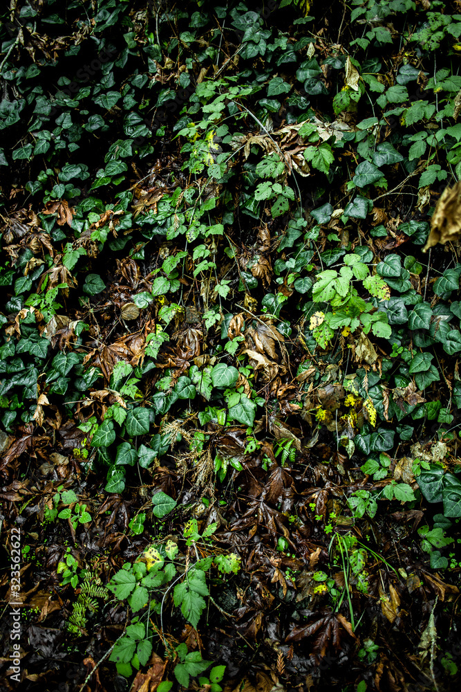 Ivy in the forest Ivy in the forest