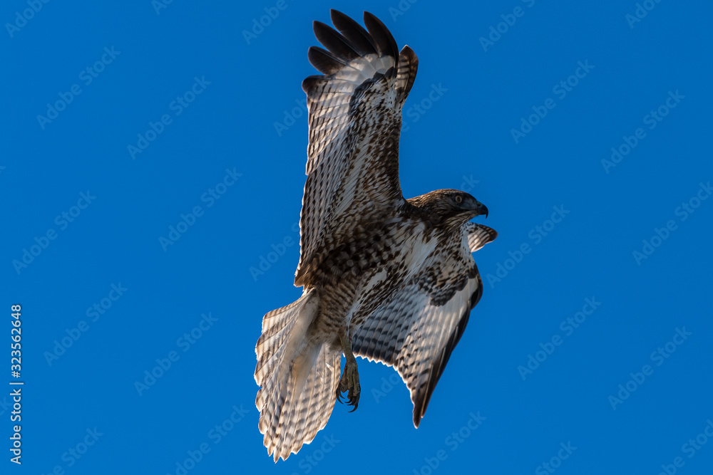 Fototapeta premium Red-tailed hawk in flight hawks flying