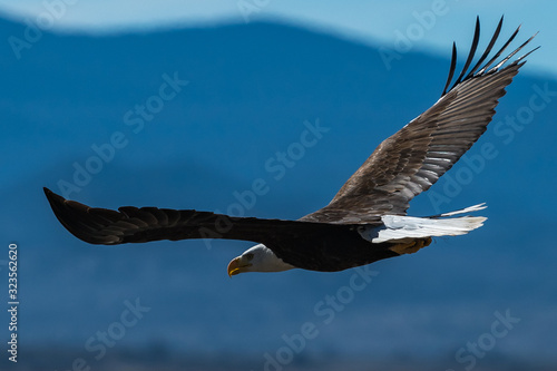 Bald eagle in flight eagles flying