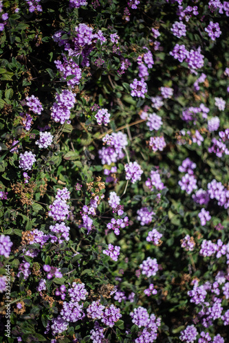 Purple flowers