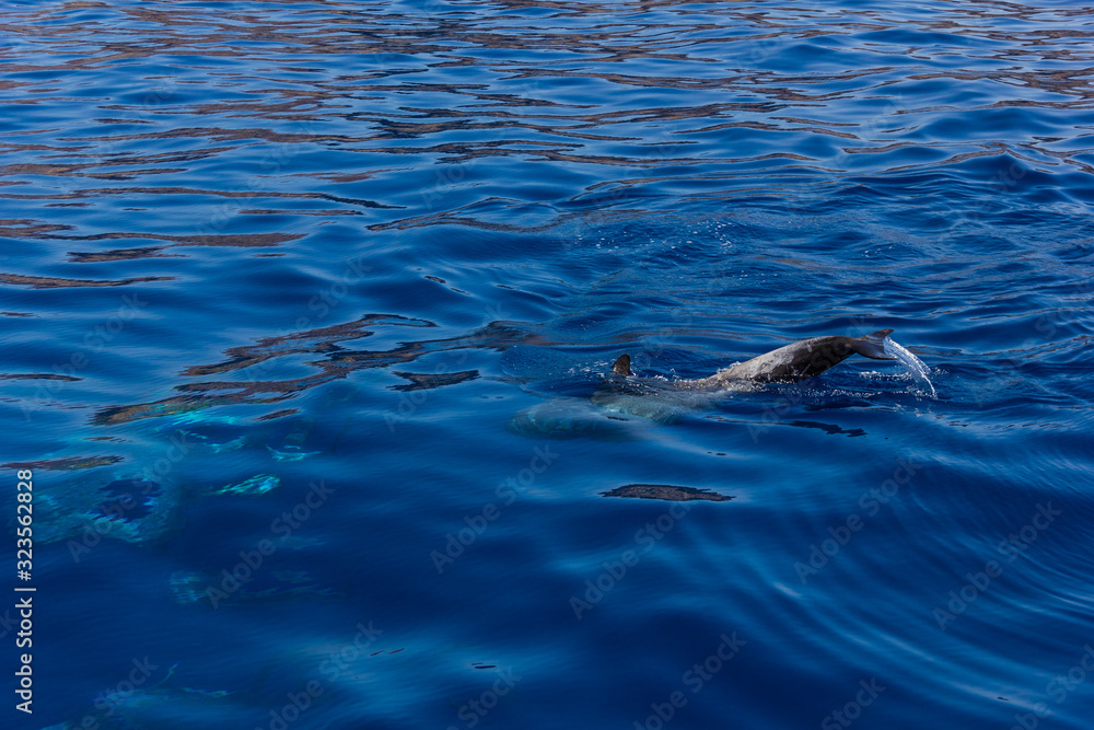 Tail of pilot whale going underwater. Group of cetaceans swimming on blue ocean. Wonderful wildlife, nature concepts Tail of pilot whale going underwater. Group of cetaceans swimming on blue ocean. Wonderful wildlife, nature concepts