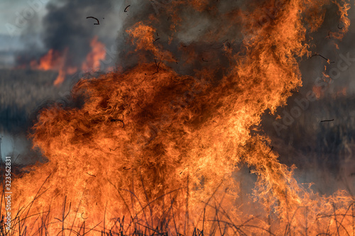 Forest brush grass wild fire flames burning prescribed burn global warming