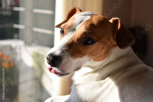 Jack Russell Terrier © Omar Alpízar