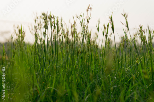 Flower green grass at eye level captured during morning golden hour