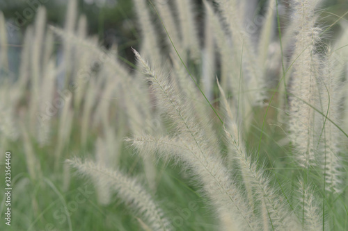 Close up of white squirrel tail grass in the garden