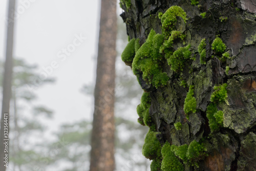 Close up of moss growing on the bark of pine tree