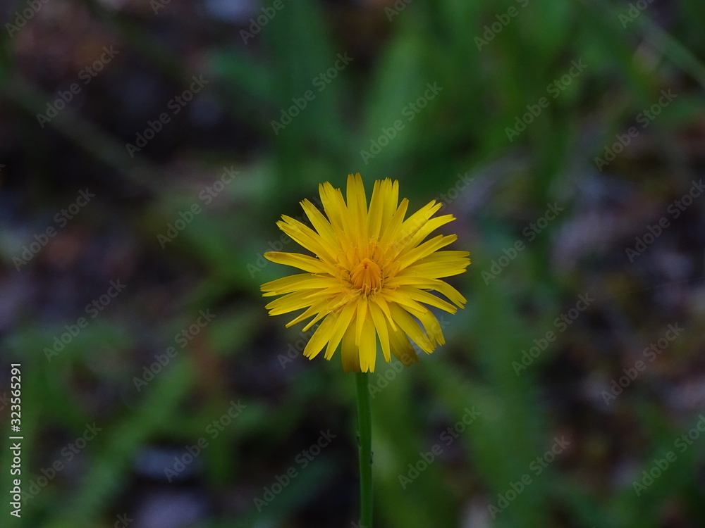 Taraxacum officinale (Diente de León) Taraxacum officinale (Diente de León)