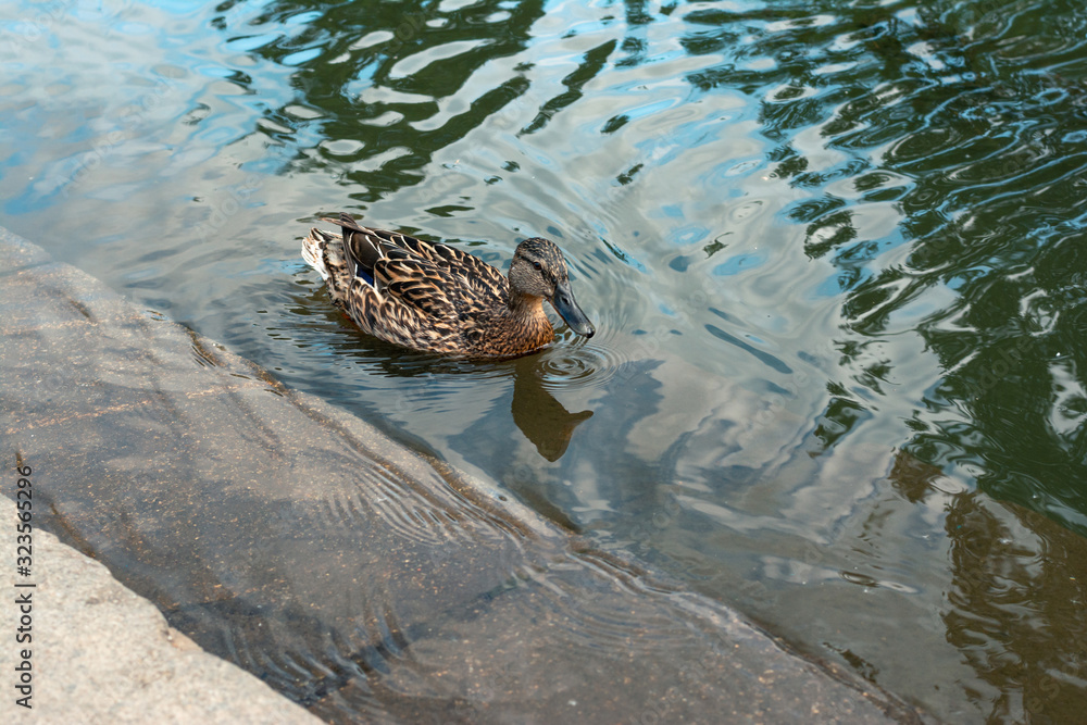 lonely duck swims in an artificial river. lonely duck swims in an artificial river.