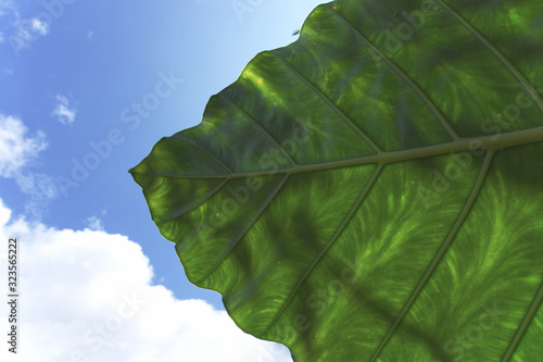 Close up of a dark green leaf with a bright blue sky and cloud as background