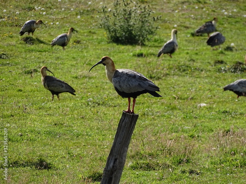 Theristicus caudatus (Bandurria) photo