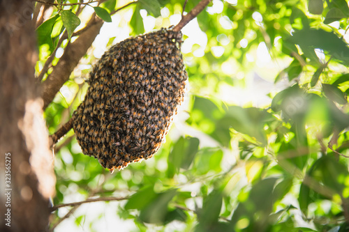 Close up empty bees comb on tree branch. Real and natural bee hive clinging to a small branch. a bunch of bees on the nest make honey.