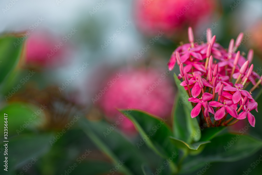 The blurred background of the twilight sun on the rooftop. The condo has a garden for evening views, relaxation during the day. The blurred background of the twilight sun on the rooftop. The condo has a garden for evening views, relaxation during the day.