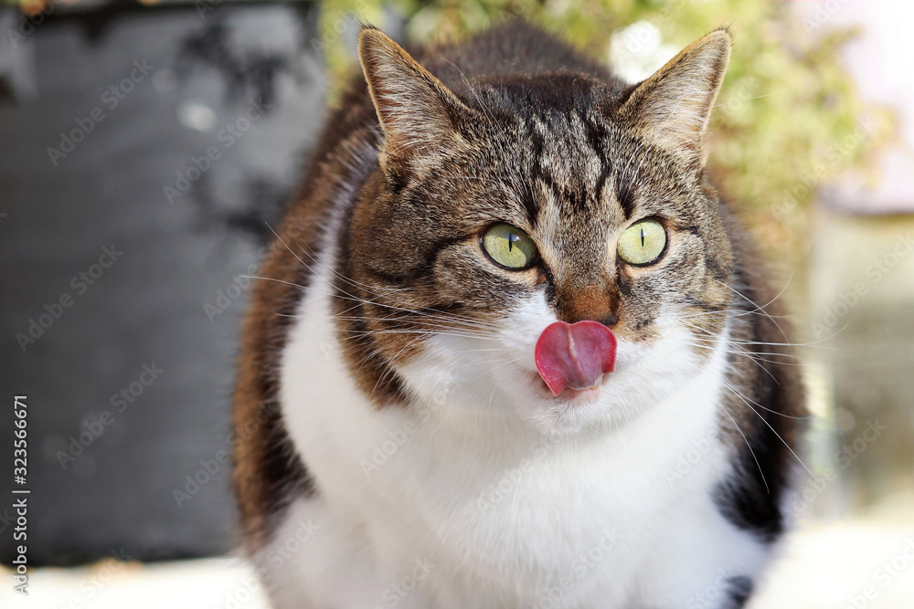 Eine niedliche kleine dicke Katze leckt sich mit der Zunge die Nase ab Eine niedliche kleine dicke Katze leckt sich mit der Zunge die Nase ab
