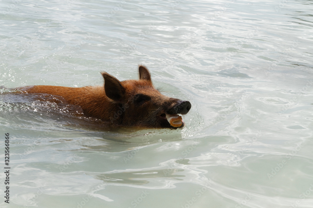 Wild Pigs on No Name Key Bahamas