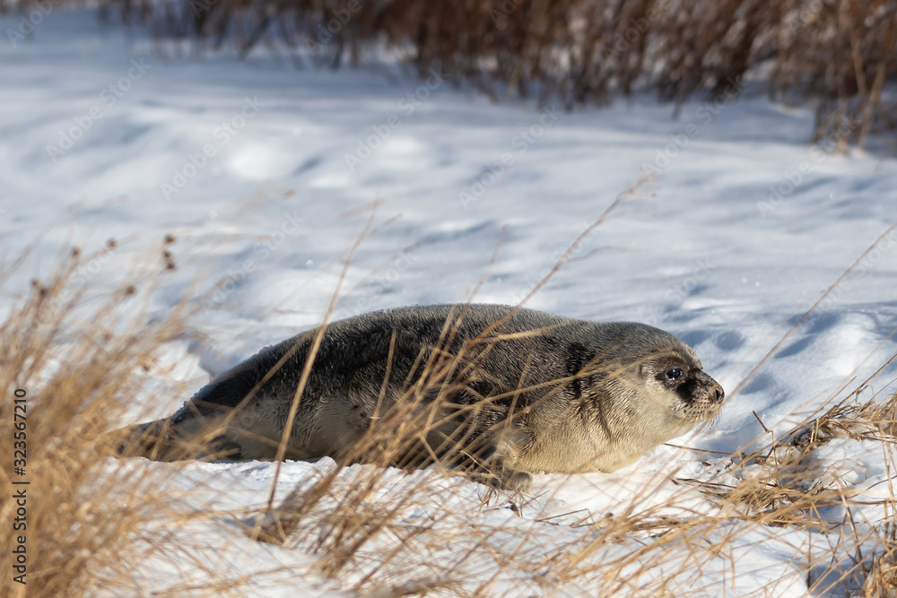 Obraz premium Harp seal laying on a bank of a beach that is covered in fresh white snow. There's tall grass in front of the animal and shrubs in the background. The fur is dark grey on the animal's back.