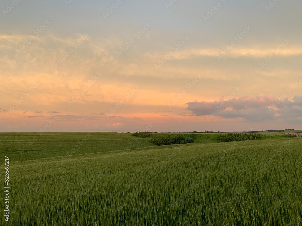 sunset over green field