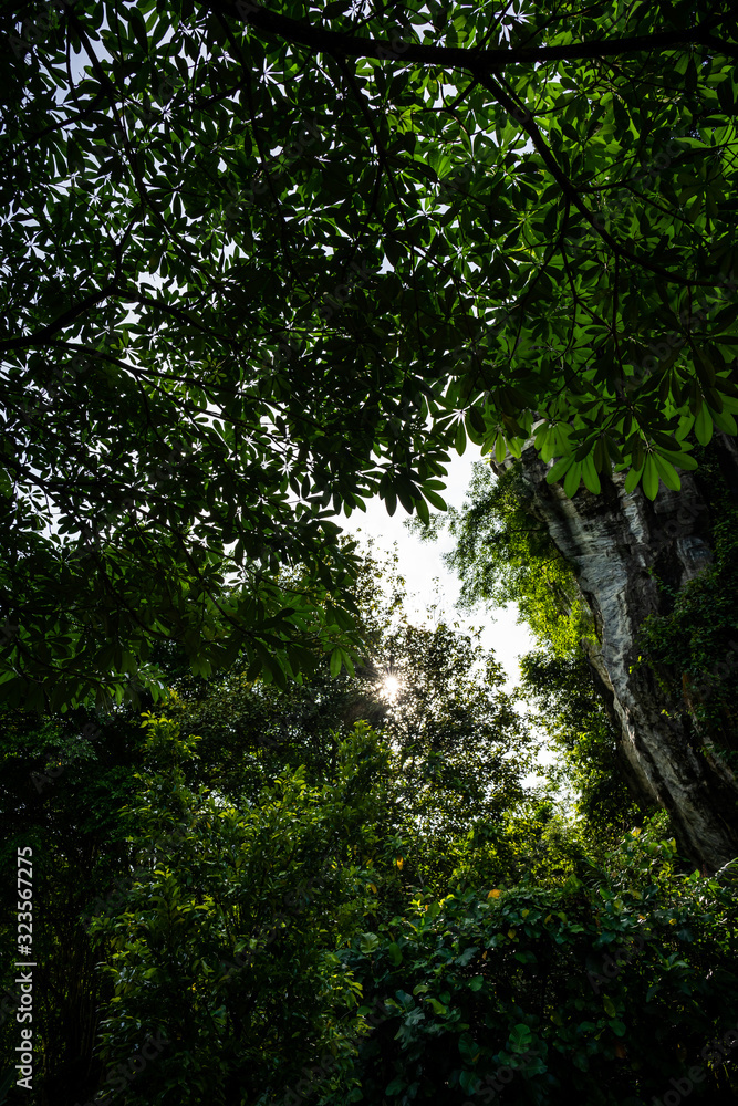 Fototapeta premium Large fresh leaves with sun shinning through & around them in a forest