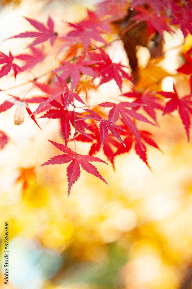 Color Changing Red Maple Leaves