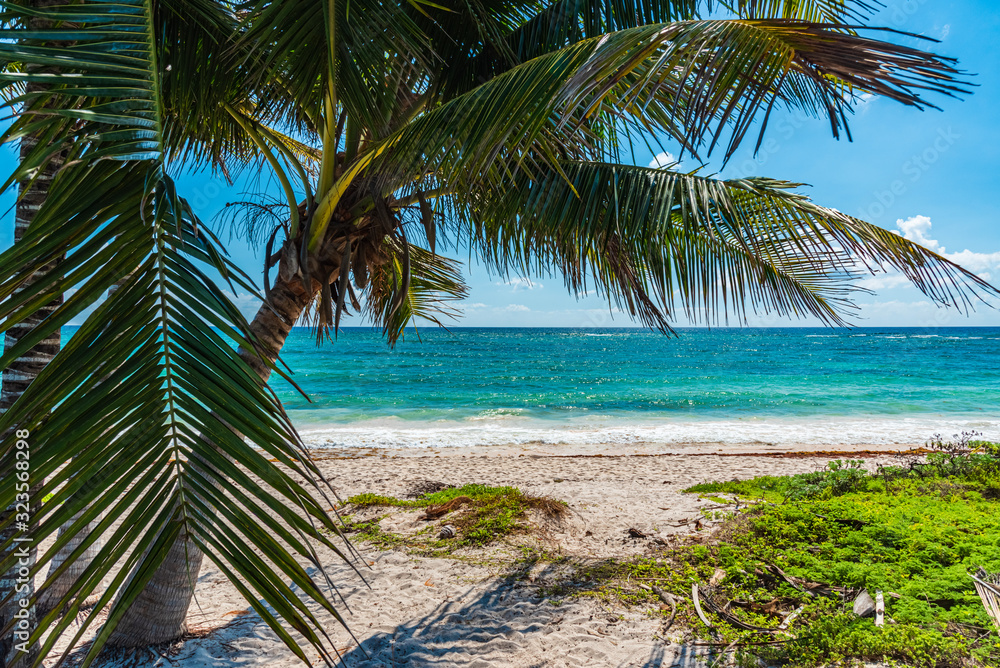 Palm tree near the shore of a Caribbean beach in Rivera Maya, Mexico