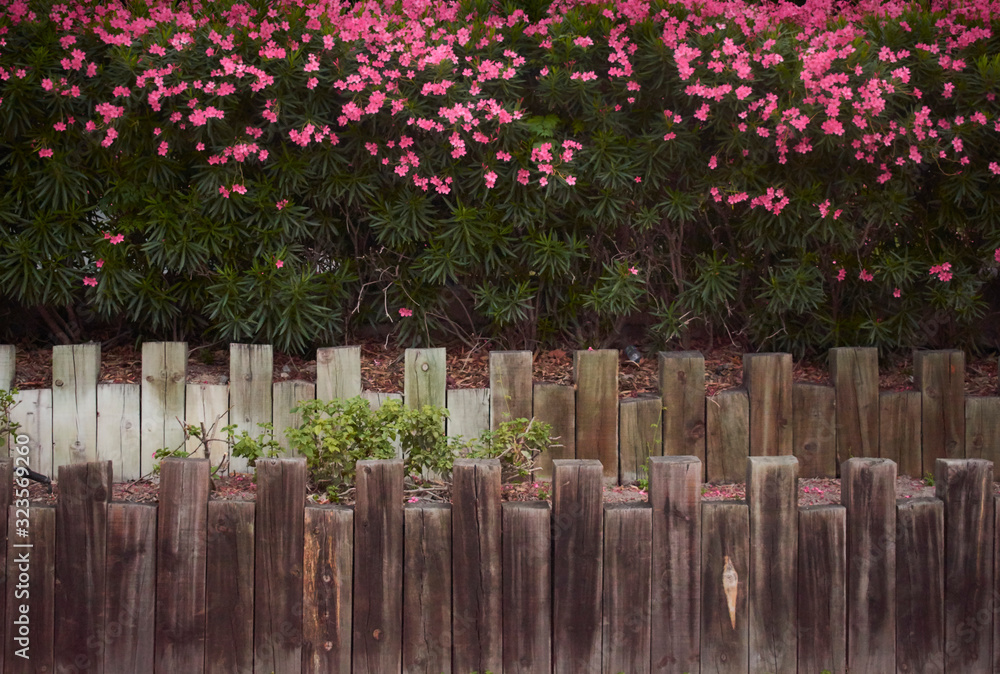 Magic fence with pink flowers