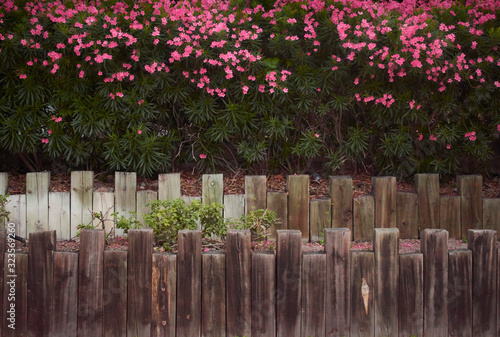 Fototapeta Naklejka Na Ścianę i Meble -  Magic fence with pink flowers