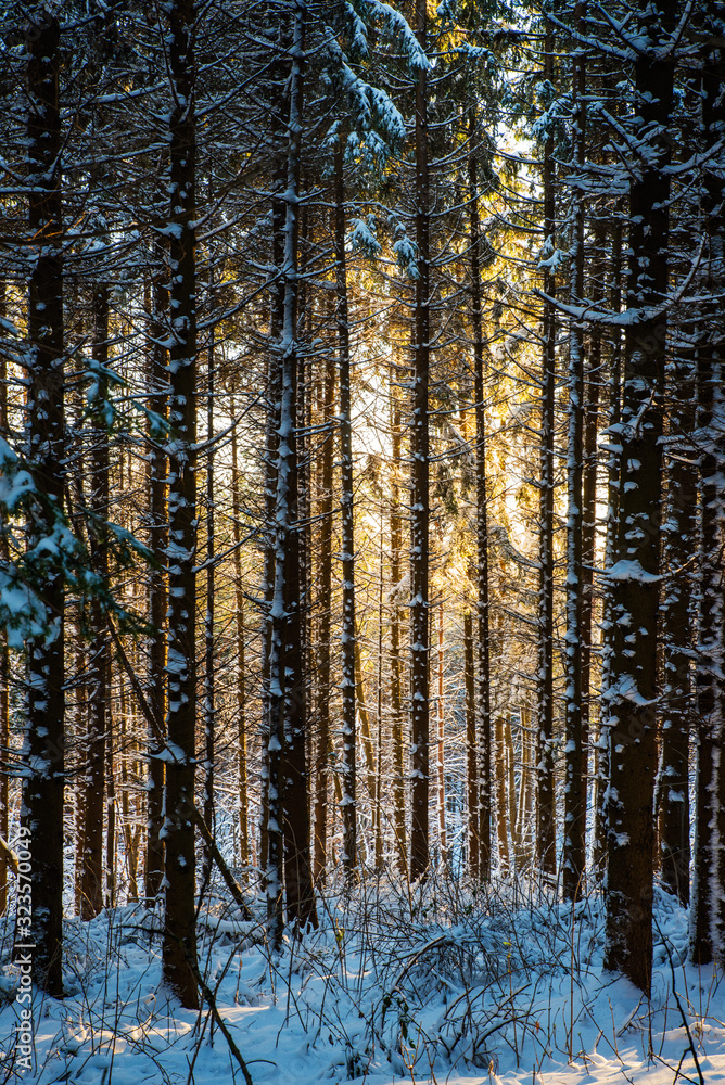 Fototapeta premium Forest in the winter