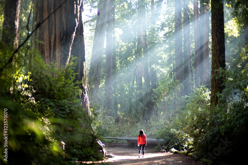Light Sunlight through redwood trees on a path in the redwood forest in big basin photo