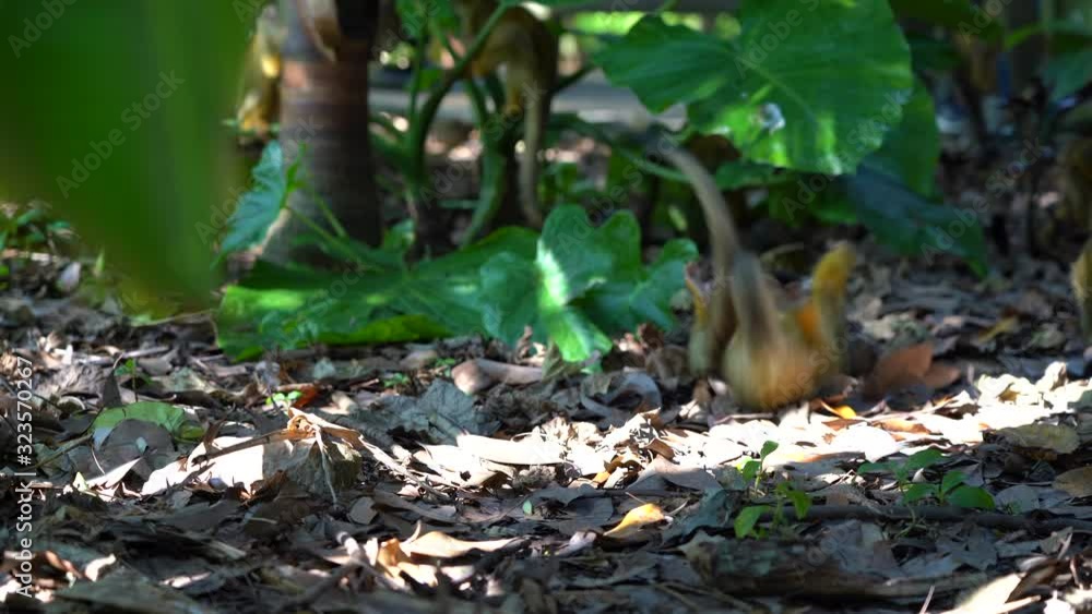 Two playful monkeys bite each other. Monkeys as children play in the