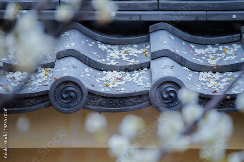 古都奈良の風景　梅　 Country scenery plum tree Nara Japan