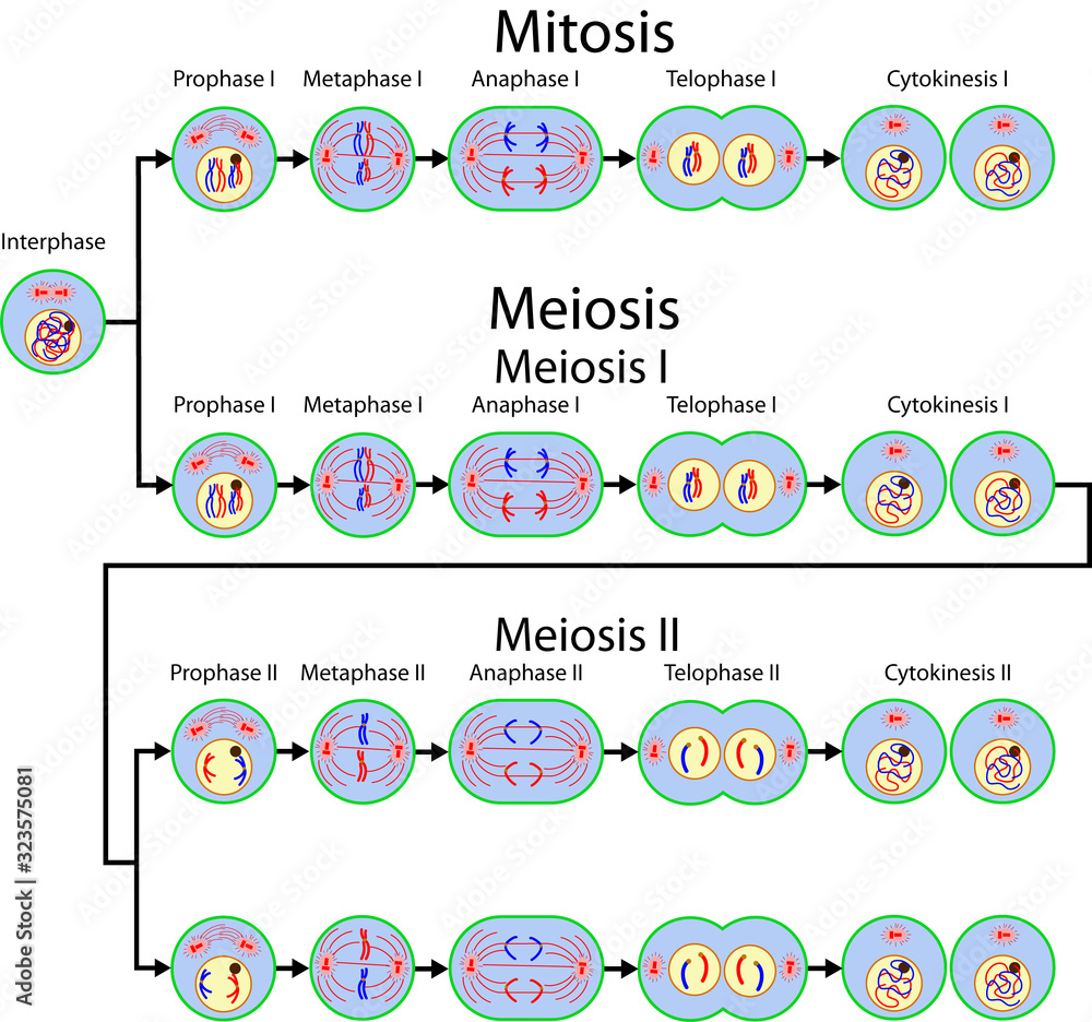 Mitosis and Meiosis cell division Stock Vector | Adobe Stock