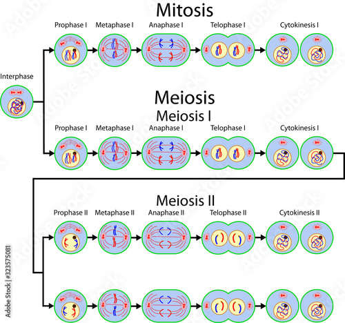 Mitosis and Meiosis cell division