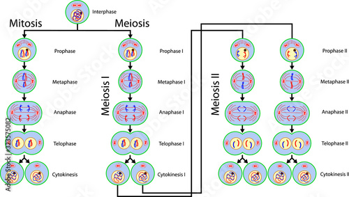 Mitosis and Meiosis cell division photo