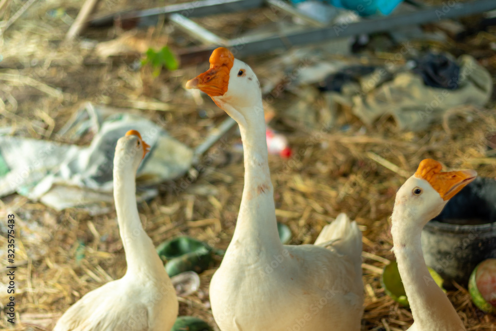 Obraz premium family of geese
