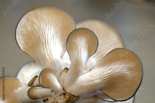 Mushroom picker bottom view. Oyster mushrooms. Healthy eating Eco food. Vegetarian.