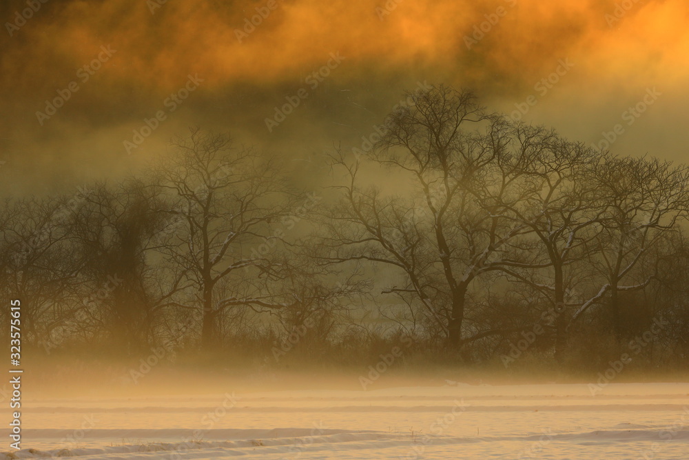 Fototapeta premium 霧の雪景色