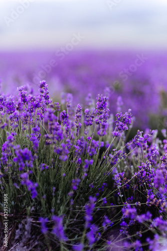 Lavender bushes closeup on sunset. Sunset gleam over purple flowers of lavender.