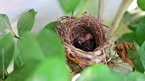 New born birds waiting for mom feeding in the nest. Baby birds sleep on tree and need some food. photo